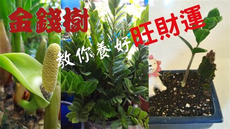 金錢樹開花意義|金錢樹開花：財運亨通的象徵與種植指南 – 植物盆栽綠寶典